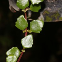 Coleus prostratus (Gürke) A.J.Paton